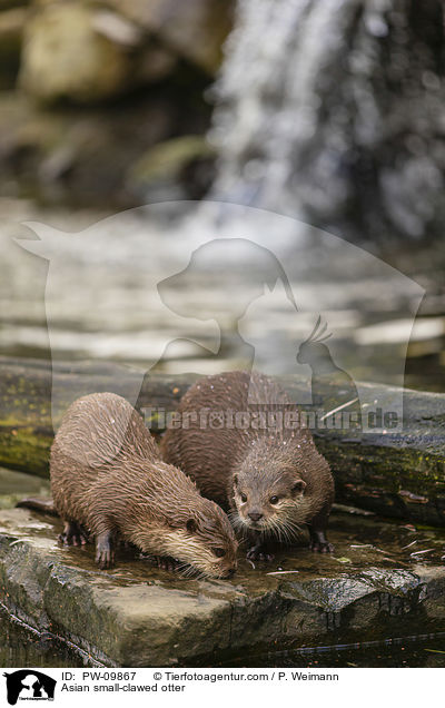 Zwergotter / Asian small-clawed otter / PW-09867