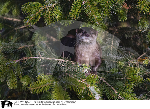 Asian small-clawed otter between fir branches / PW-11207