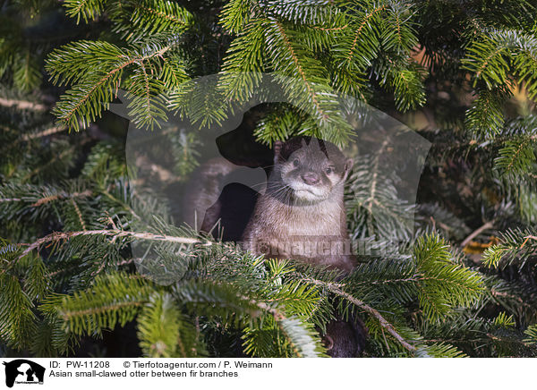 Asian small-clawed otter between fir branches / PW-11208