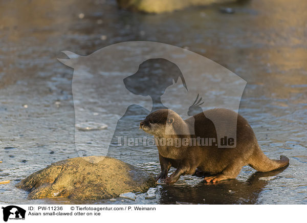 Zwergotter auf Eis / Asian small-clawed otter on ice / PW-11236