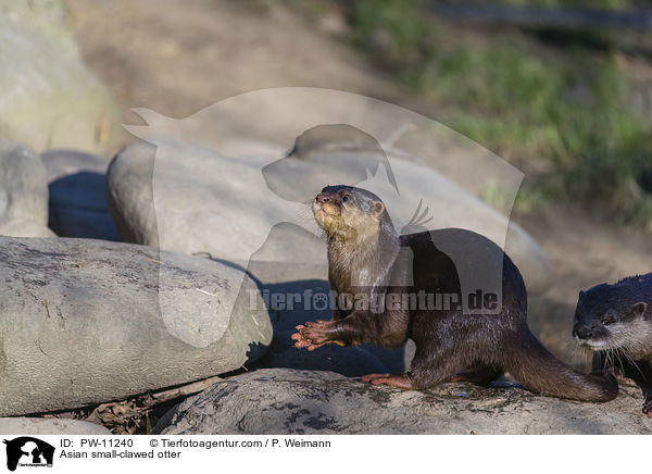 Asian small-clawed otter / PW-11240
