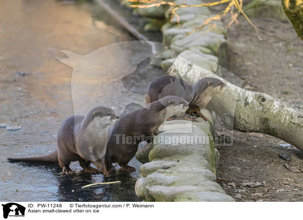 Zwergotter auf Eis / Asian small-clawed otter on ice / PW-11248