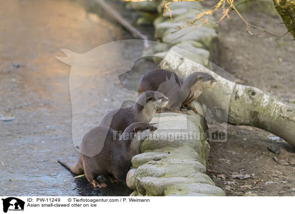 Zwergotter auf Eis / Asian small-clawed otter on ice / PW-11249