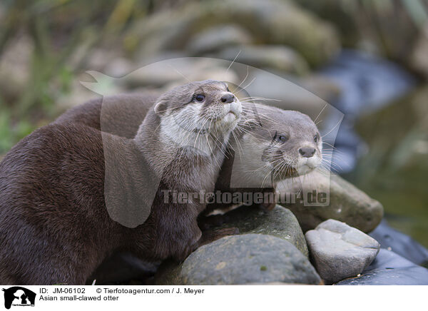 Zwergotter / Asian small-clawed otter / JM-06102