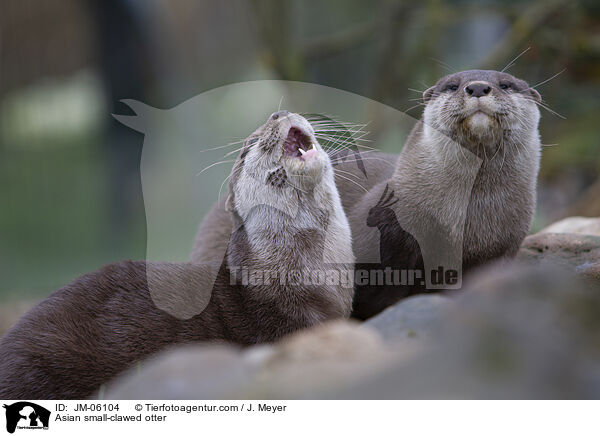 Zwergotter / Asian small-clawed otter / JM-06104