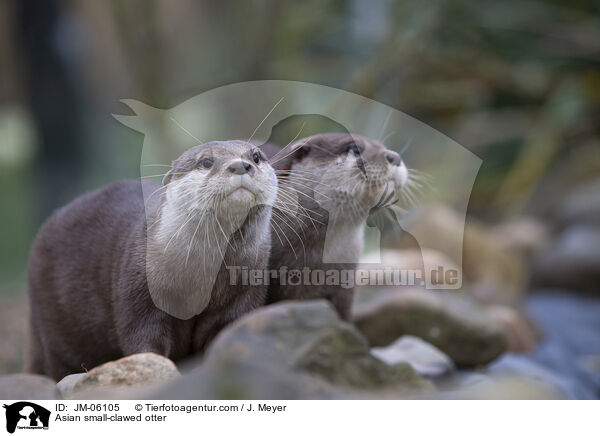 Zwergotter / Asian small-clawed otter / JM-06105