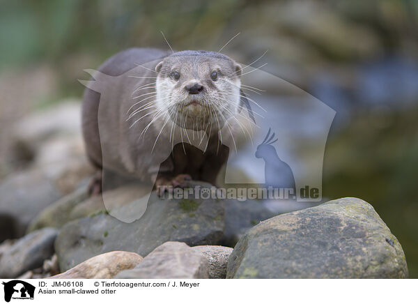 Zwergotter / Asian small-clawed otter / JM-06108