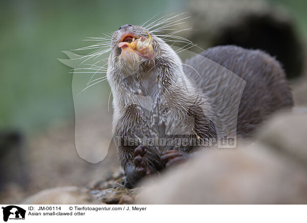 Zwergotter / Asian small-clawed otter / JM-06114