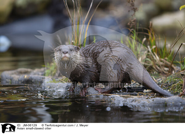 Zwergotter / Asian small-clawed otter / JM-06129