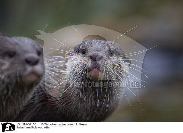 Zwergotter / Asian small-clawed otter / JM-06135