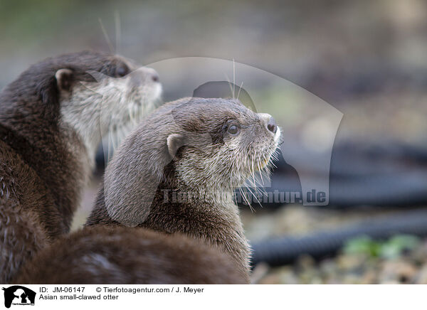 Zwergotter / Asian small-clawed otter / JM-06147