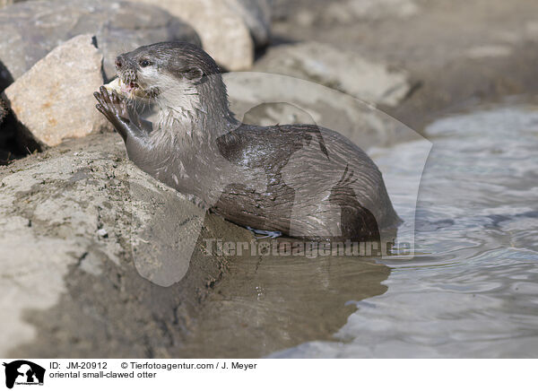 Zwergotter / oriental small-clawed otter / JM-20912