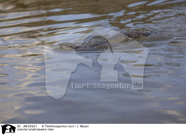 Zwergotter / oriental small-clawed otter / JM-20921