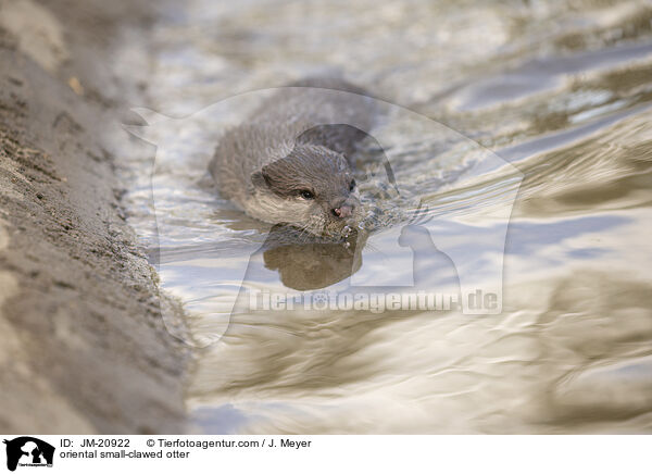 Zwergotter / oriental small-clawed otter / JM-20922