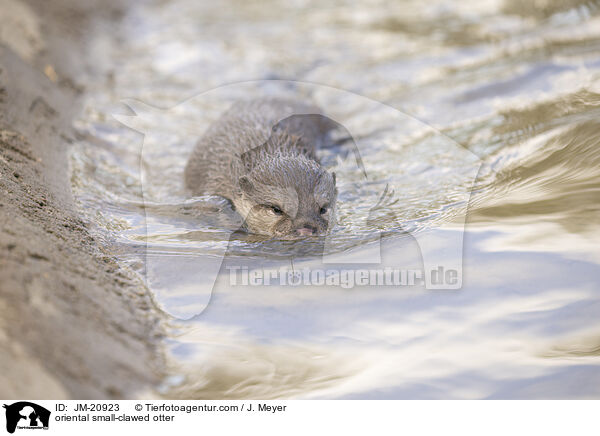 Zwergotter / oriental small-clawed otter / JM-20923