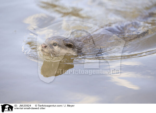 Zwergotter / oriental small-clawed otter / JM-20924