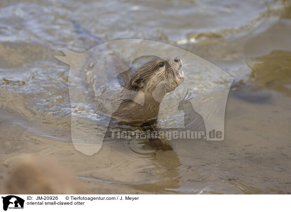 Zwergotter / oriental small-clawed otter / JM-20926