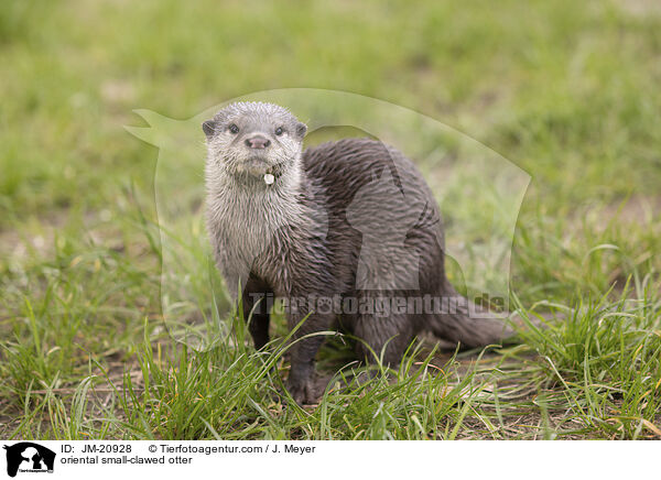 Zwergotter / oriental small-clawed otter / JM-20928