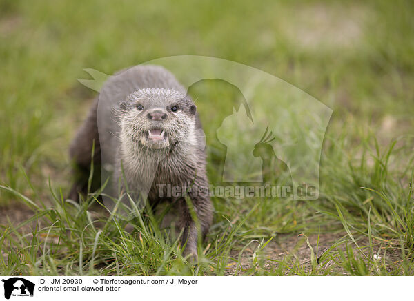 Zwergotter / oriental small-clawed otter / JM-20930