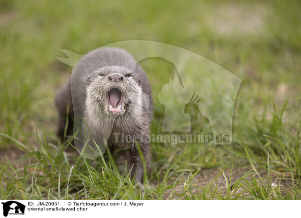 Zwergotter / oriental small-clawed otter / JM-20931