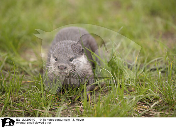 Zwergotter / oriental small-clawed otter / JM-20940