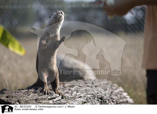 Zwergotter / Asian small-clawed otter / JM-22340