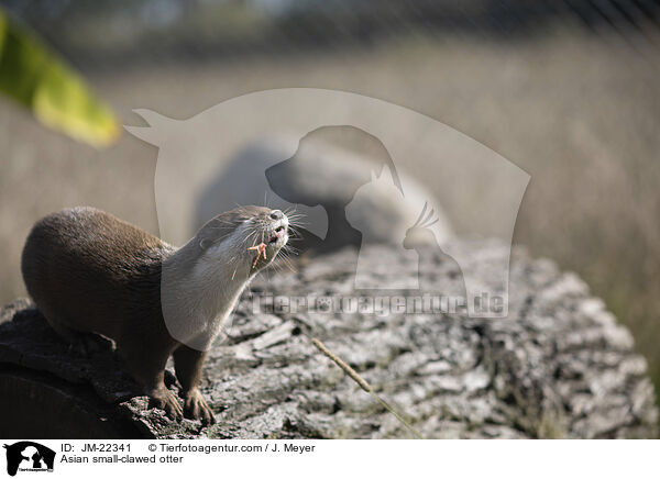 Zwergotter / Asian small-clawed otter / JM-22341