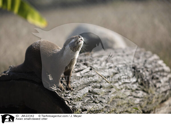 Asian small-clawed otter / JM-22342