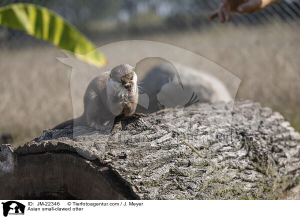 Zwergotter / Asian small-clawed otter / JM-22346