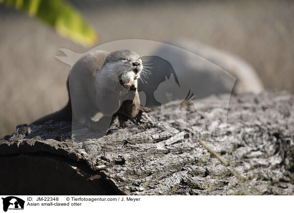 Zwergotter / Asian small-clawed otter / JM-22348