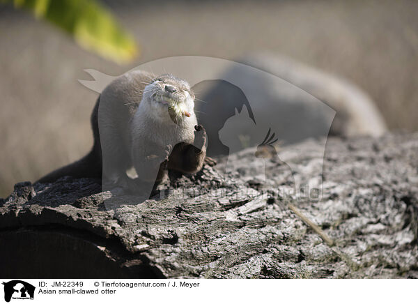 Zwergotter / Asian small-clawed otter / JM-22349