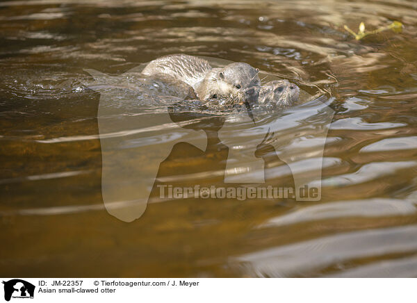 Zwergotter / Asian small-clawed otter / JM-22357