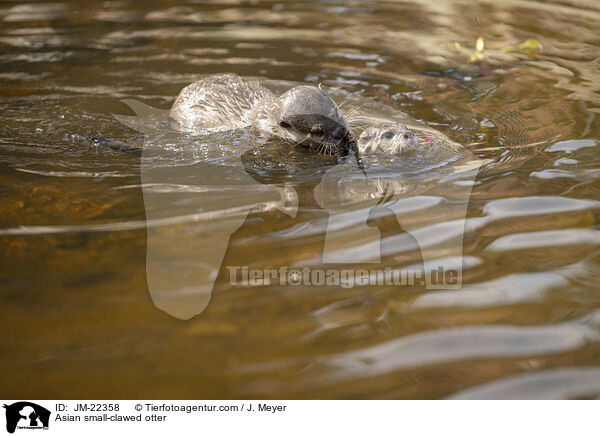 Zwergotter / Asian small-clawed otter / JM-22358