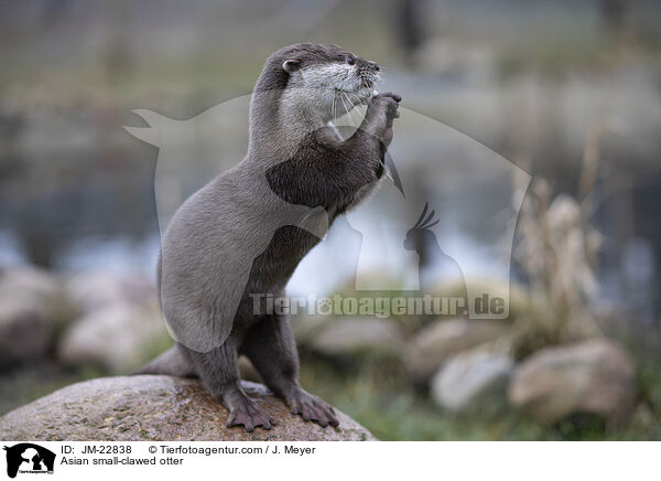 Zwergotter / Asian small-clawed otter / JM-22838