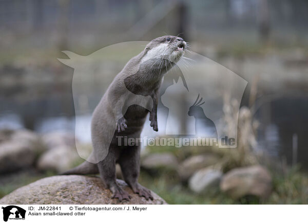 Zwergotter / Asian small-clawed otter / JM-22841