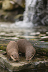 Asian small-clawed otter