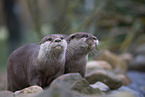 Asian small-clawed otter