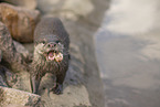 oriental small-clawed otter