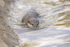 oriental small-clawed otter