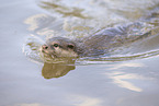 oriental small-clawed otter