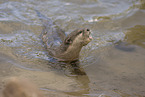 oriental small-clawed otter