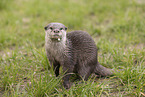 oriental small-clawed otter