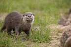 oriental small-clawed otter