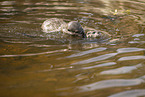 Asian small-clawed otter