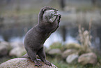 Asian small-clawed otter