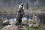 Asian small-clawed otter