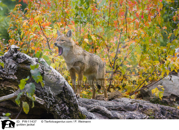 golden jackal / PW-11437