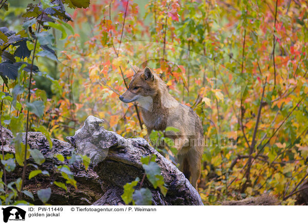 Goldschakal / golden jackal / PW-11449