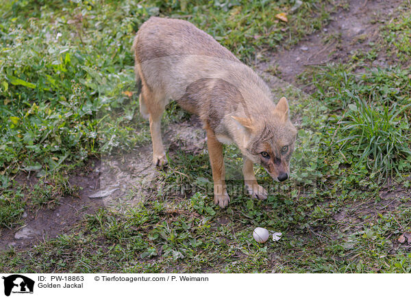 Goldschakal / Golden Jackal / PW-18863