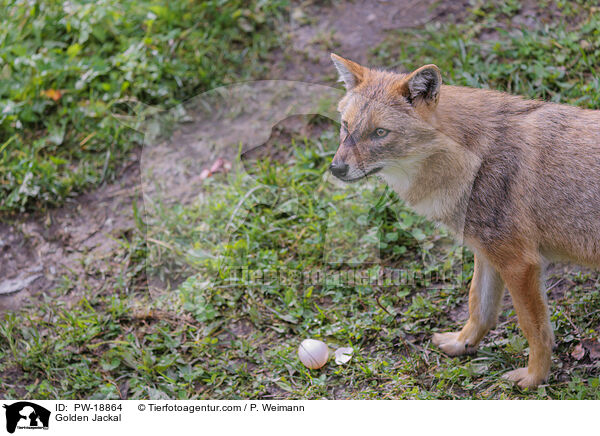 Goldschakal / Golden Jackal / PW-18864